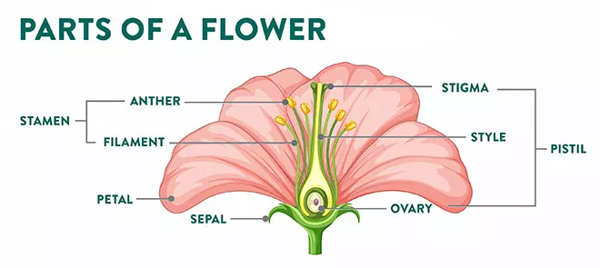 Plant botany and the veg to flower transition