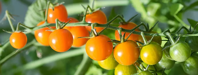 Plant botany and the veg to flower transition