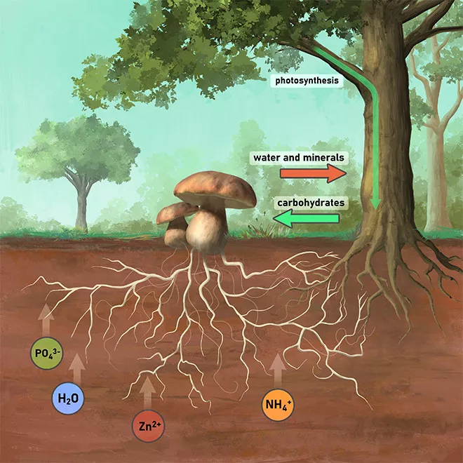 Popular garden microbes and the role that they play