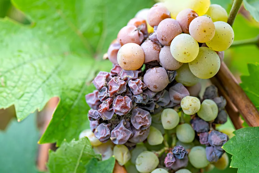 Prevent Botrytis Cinerea in Fall Harvests