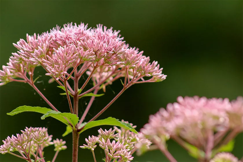 Clean the garden to prepare disease-free conditions for your next grow cycle