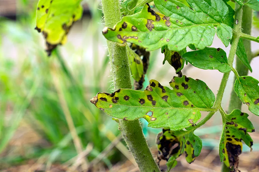 Clean the garden to prepare disease-free conditions for your next grow cycle