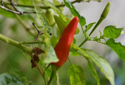 Chilli pepper - Grow it yourself