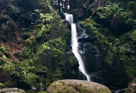 A serene forest waterfall cascading down moss-covered rocks, surrounded by lush greenery and ferns.