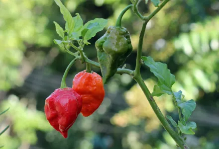 Grow it yourself: Ghost Pepper