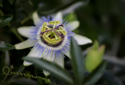 Grow it yourself: Passion Fruit