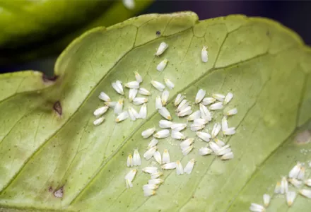 Whitefly Damage and Control