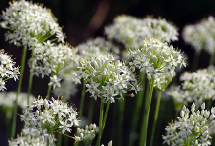 Grow it yourself: Garlic Chives