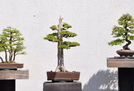 Grow it yourself: Bonsai