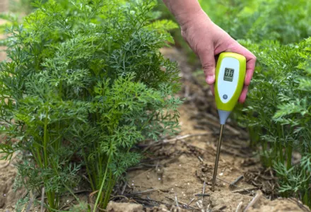 An interactive relationship: Plant and substrate influence on pH and vice versa