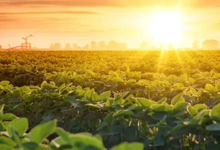 Light and color dependent plant interactions