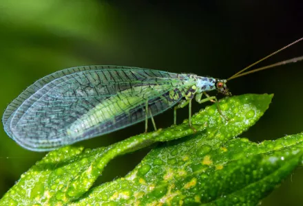 Very effective beneficial insects, the Green Lacewing