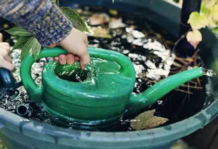 Hand filling a green watering can from a barrel of collected water, symbolizing water quality in gardening.