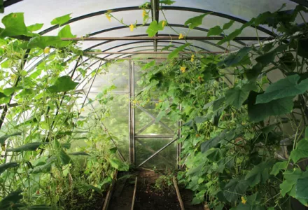 Lush green plants growing in a greenhouse, showing the transition from vegetative to flowering stages.