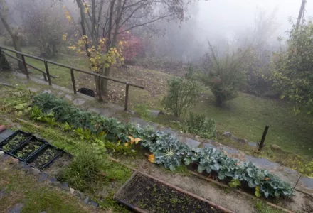 Foggy vegetable garden in autumn with rows of leafy plants, linked to Botrytis Cinerea risks during fall harvests.