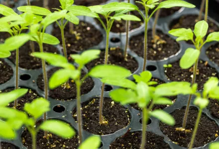 Essential Guidance for Successful Plant Propagation