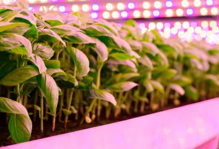 Adapting to new lights – no special bottle necessary